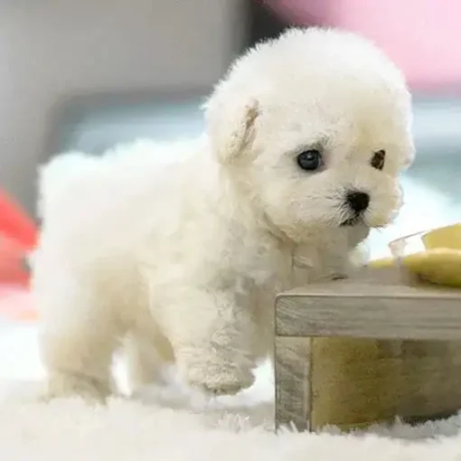 Nico - Oyikey™ - The Most Realistic Robot Puppy Ever! - Image 7