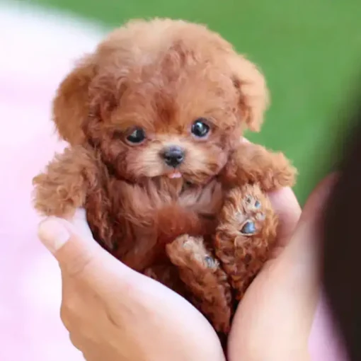 The Most Realistic Robot Puppy Ever! - Image 14